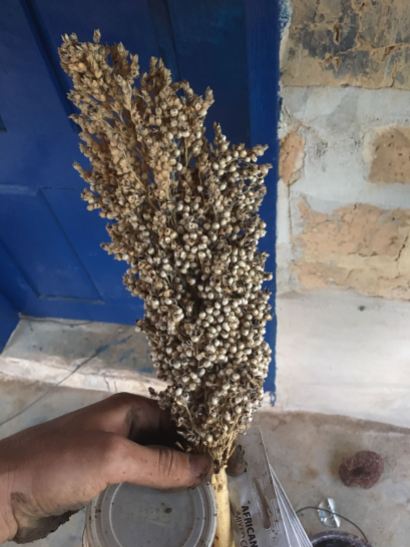 Sorghum! It's good! Sorghum is easier to grow than maize, more nutritious, requires virtually no processing and looks cooler! It used to be the traditional carb in northwestern province until colonists decided to introduce maize and ruin everything.